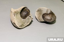 Палеонтологическую находку можно найти совершенно случайно