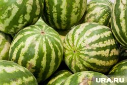 Арбузы завезли из четырех регионов