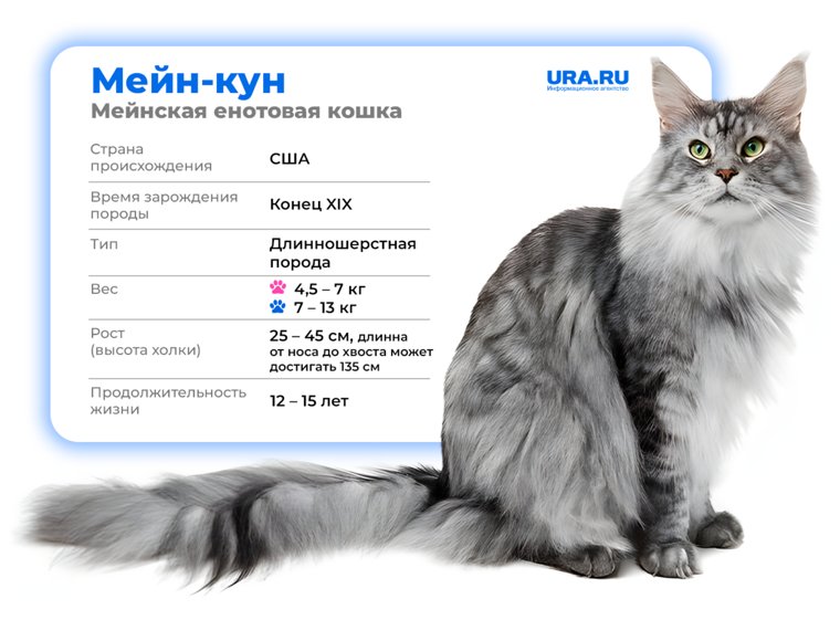 Средний вес животного - 10 кг