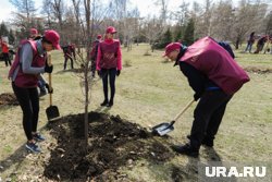 Деревья появятся на месте ранее срубленных зеленых насаждений 