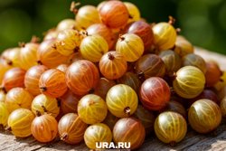 Для получения богатого урожая крыжовника, важно удобрять растения