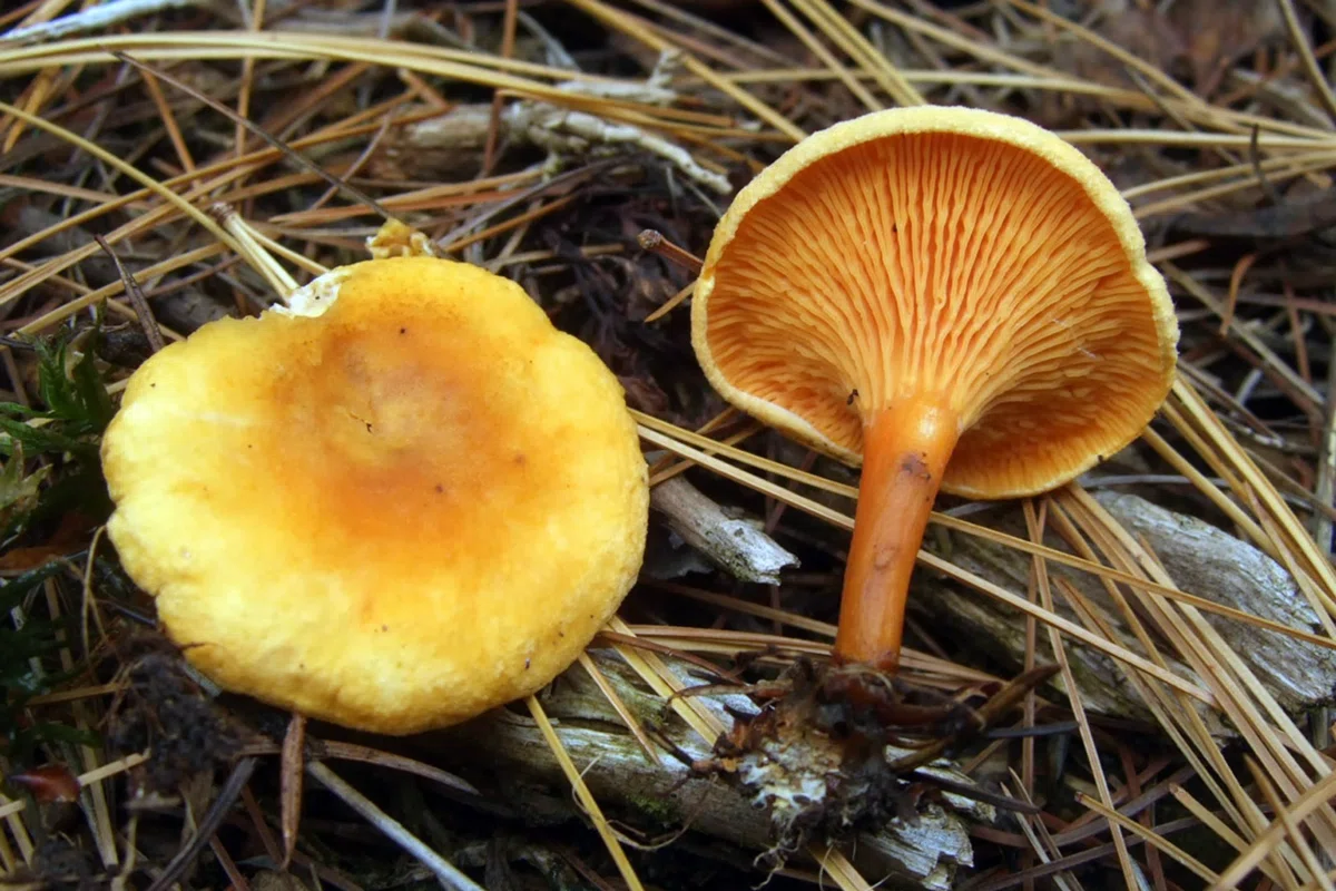 Несмотря на морозы, челябинские грибники собирают в лесах свежие лисички