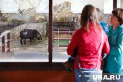 Пока против России введены санкции, бегемот Ева не сможет воссоединиться со своей парой