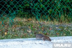 Мыши могут переносить опасные для человека заболевания (архивное фото)