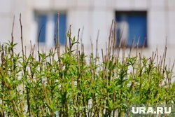 Повилика угрожает деревьям и кустарникам в Курганской области
