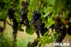 Из выращенного в Тюменской области винограда будут делать вино 