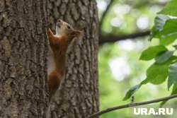 Оператор парка начал проверку пострадавшего оборудования