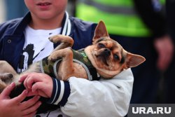 Югорчане заводят собак реже, чем кошек