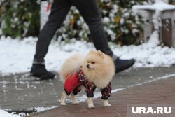 Правильный выбор одежды для собаки в холода — не только вопрос моды, но и заботы о здоровье питомца