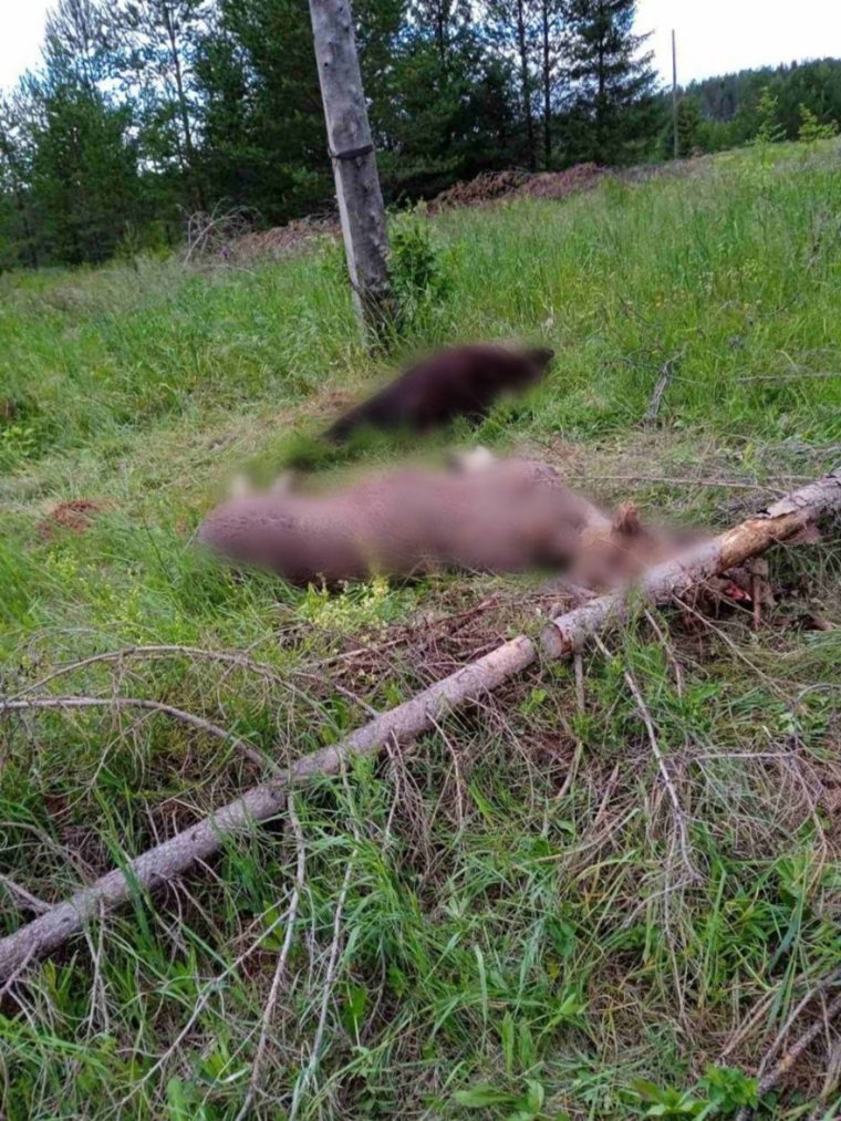 Тела лося и медведя обнаружили жители Кудымкарского округа