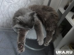 У кошек осенью падает настроение