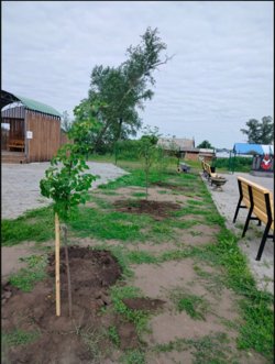Новые яблоня и липы в Каргапольском округе