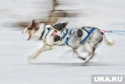 Зрелищные гонки с собаками пройдут в Ноябрьске 25 июля 