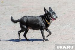 В жару пребывание на свежем воздухе стоит перенести на раннее утро и поздний вечер