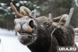 Водитель снял на видео лося, переходящего трассу