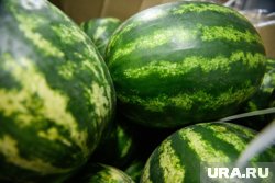 У безопасного для здоровья арбуза не должно быть слишком блестящей кожуры, заявила Глистенкова