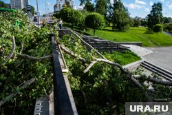 Из-за сильного ветра деревья в центре города Кургана оказались сломанными пополам 