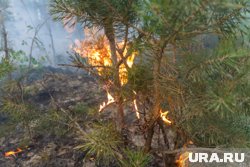 Причина пожара в заповеднике - оборванные провода ЛЭП на железной дороге