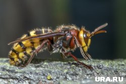 Они любят строить гнезда в дуплах деревьев, под крышами, в щелях стен, в чердаках и подвалах
