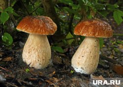 Идеальное время для похода за грибами — через 3-5 после дождя
