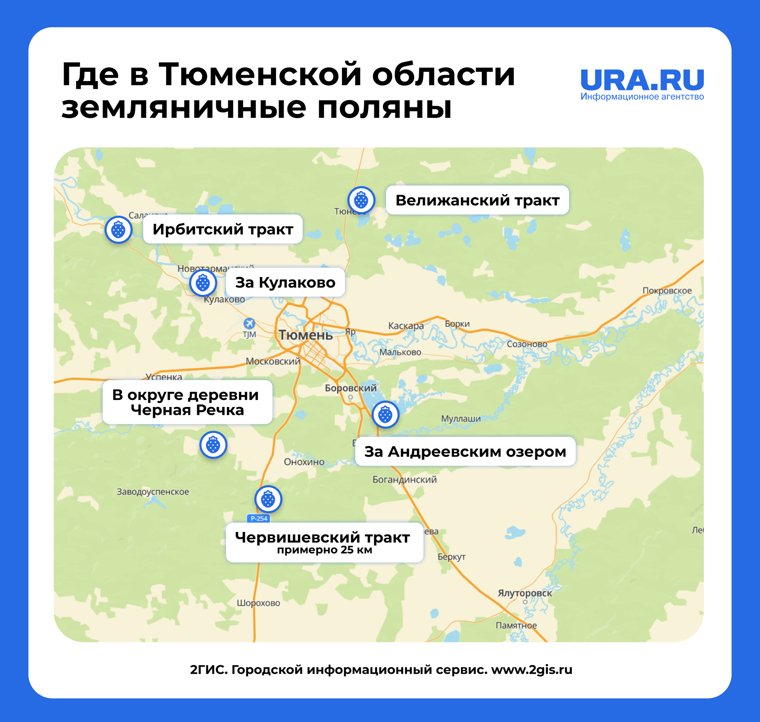Земляничные поляны недалеко от Тюмени.