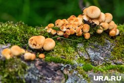 Тюменцы без проблем называют места, где находят первые грибы