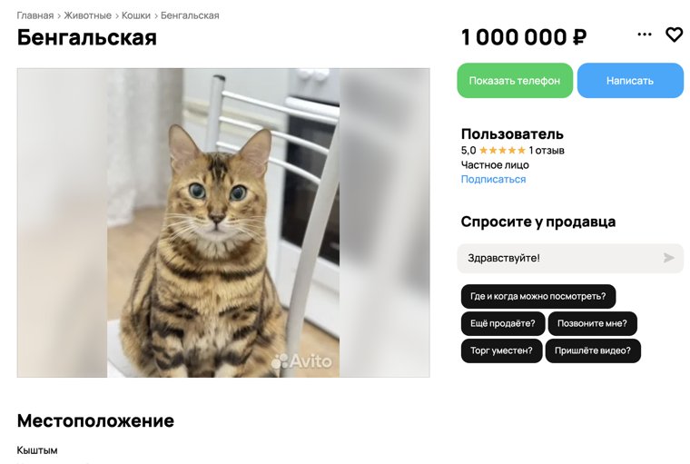 В Кыштыме продают взрослую бенгальскую кошку