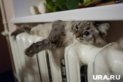В Кургане 26 сентября тепло пришло в 143 учреждения