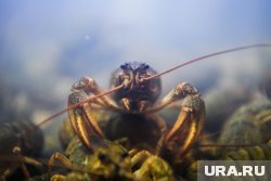 За незаконную ловлю раков можно получить штраф до 500 тысяч рублей
