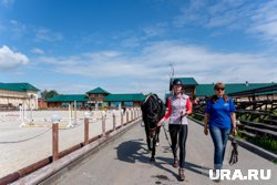 Лошадей для профессионалов и любителей содержат в разных конюшнях