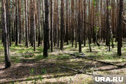 Тюменцы выходят в леса за грибами и папоротником