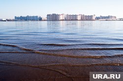 Спасенных тюленей выпустили в Финский залив