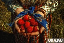 Чтобы малина радовала не только в сезон, но и круглый год, ягоды нужно правильно заготовить