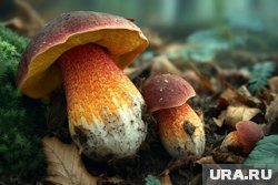 Красно-желтый болет легко перепутать с боровиком