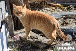 Рыжего кота вытащили из вентиляции (архивное фото)