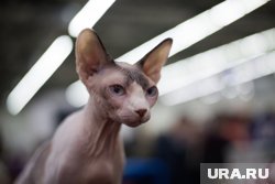 Сфинксы могут плохо переносить жару