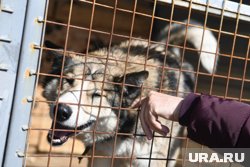 Когда начнется строительство приюта в Тюмени - пока неизвестно