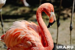 Один из артистов попросил стейк из фламинго, чтобы проверить внимательность организаторов