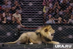 В выходные состоится премьера цирка с хищниками