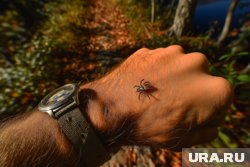 Прикамец перенес тяжелое заболевание после укуса клеща
