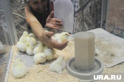 Уже летом первая партия мяса кур может поступить в розничную сеть Лабытнанги