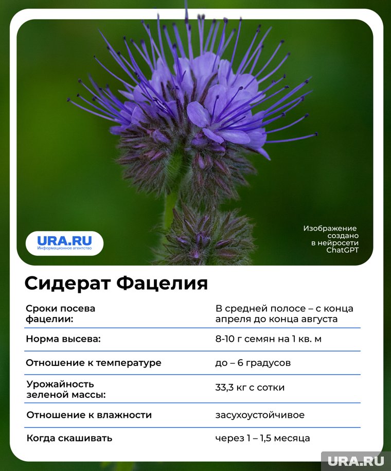 Сидераты наполняют почву нужными микроэлементами