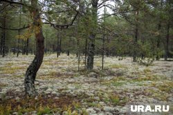 Ученые обследовали места обитания птиц в сосняках-беломошниках