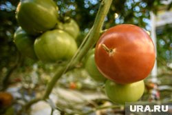 Правильная подкормка позволит получить отличный урожай томатов