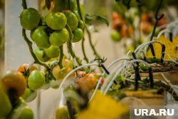 При выборе удобрений для растений нужно обращать внимание на их химический состав, заявил Дорохов