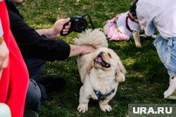 Заводчики животных попадут в реестр