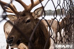 Прогноз по объему заготовки оленины на первый квартал – 700 тонн