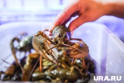Раки помогу улучшить состояние озера Чебаркуль