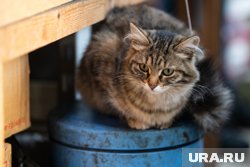 В России около 2,8 миллионов бездомных кошек