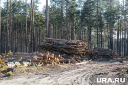 Древесины нарубили почти на полмиллиарда рублей
